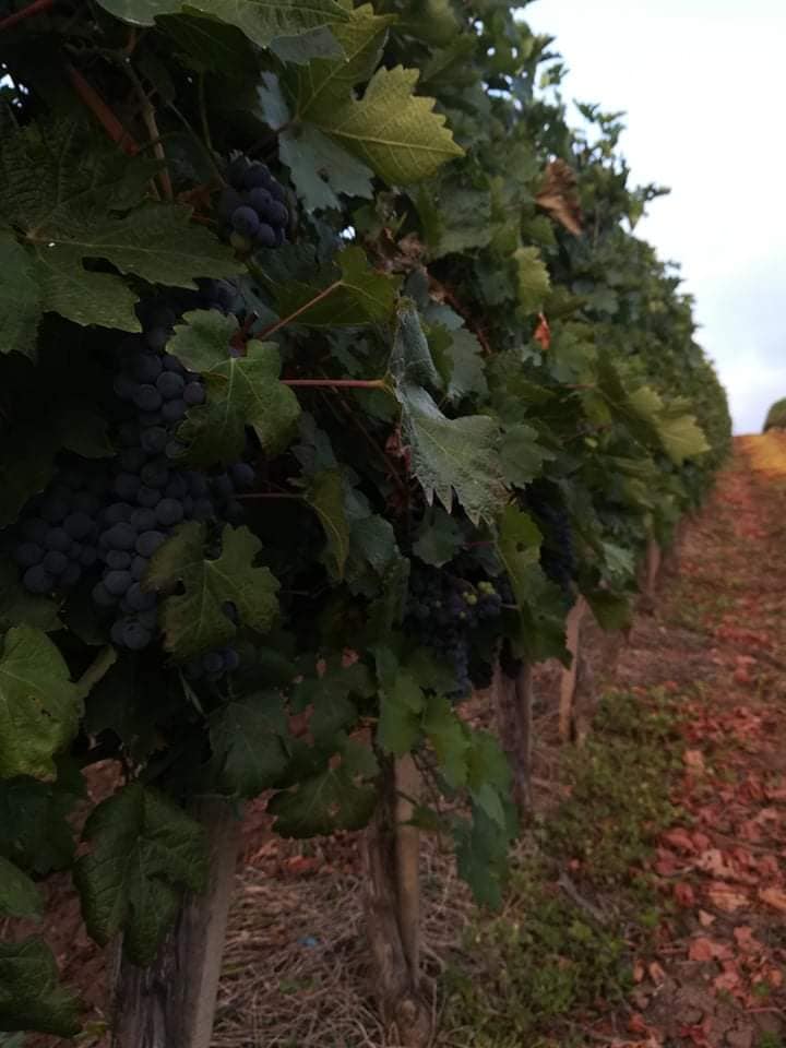 124687794_117884320126448_6518990547841693420_n