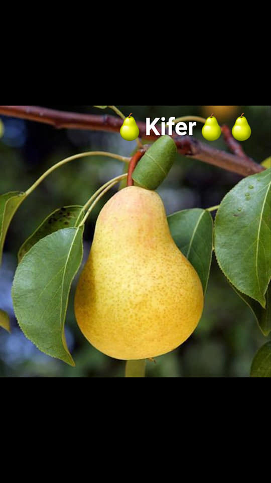 Sadni materijal voća loza Velika Drenova