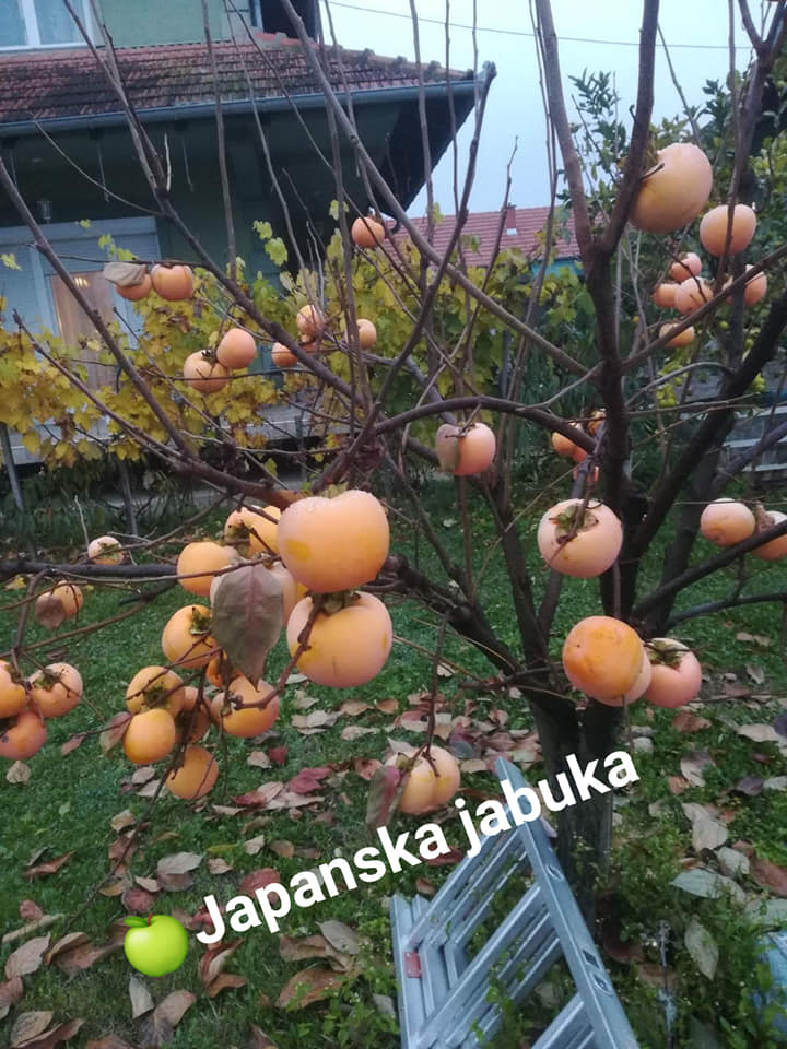 126133527_122410546340492_5375502181943893855_n