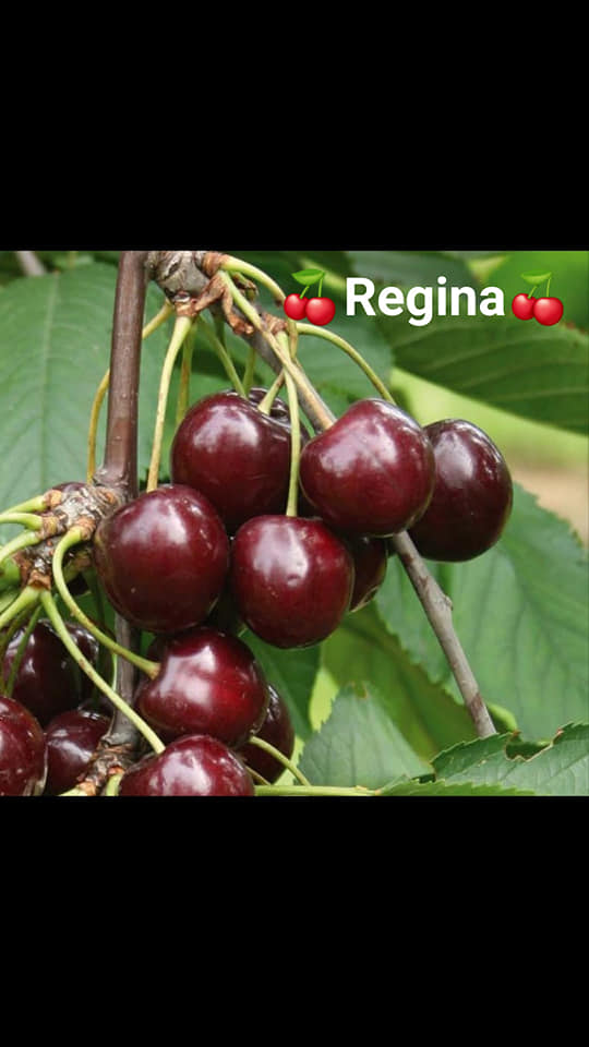 126266972_122410329673847_5620585378050703502_n