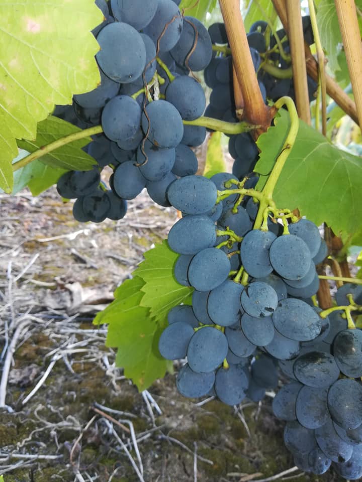 Sadni materijal voća loza Velika Drenova