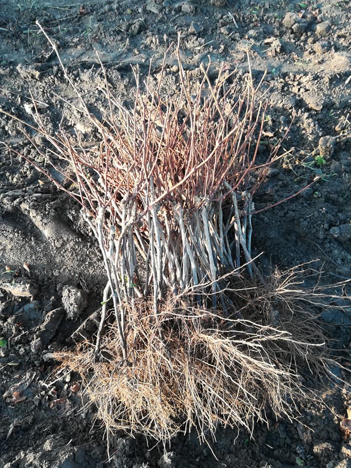 Sadni materijal voća loza Velika Drenova