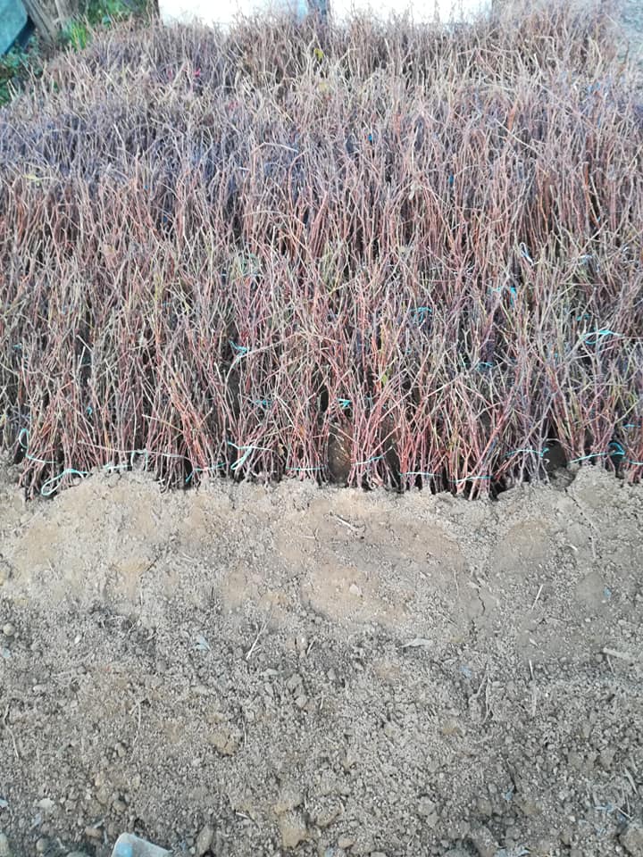 Sadni materijal voća loza Velika Drenova